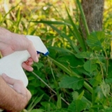 Kako se riješiti trave u dvorištu i vrtu narodnim lijekovima